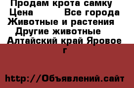 Продам крота самку › Цена ­ 200 - Все города Животные и растения » Другие животные   . Алтайский край,Яровое г.